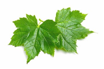 The broad leaves of a sycamore tree isolated on a clean white backdrop