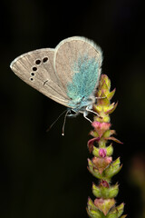 Glaucopsyche alexis. Green underside Blue. Close-up photo. Nature background. 