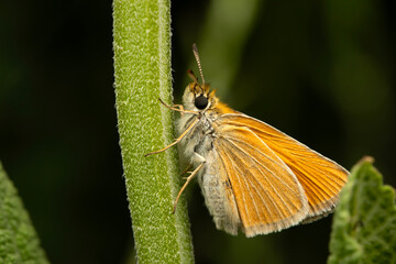 Thymelicus sylvestris. Small Skipper. Macro nature. Nature background. 