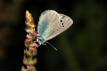 Glaucopsyche alexis. Green underside Blue. Close-up photo. Nature background. 