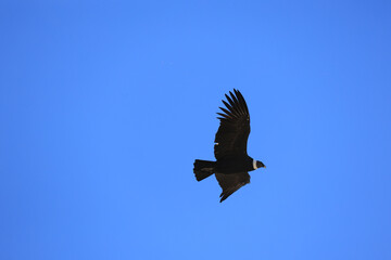 
Andean condor flying with blue sky background with copy space. Bird of prey. Wild animal. Andean...
