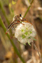 Robber fly. Macro nature. Nature background. 