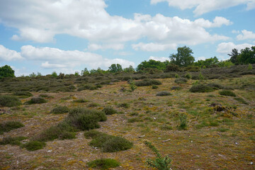View over heathland and grassland