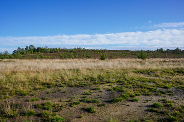 View over heathland and grassland