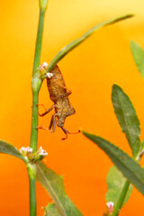 Bug. Macro nature. Nature background. 