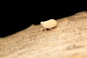 Citrus flatid planthopper. Agalmatium bilobum. Macro nature. Nature background. 