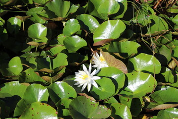 Obraz premium nénuphar