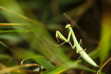 Praying mantis. Close-up photo. Macro nature. Nature background. 