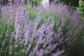 Provence - lavender field