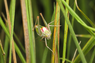 Grasshopper. Close-up photo. Nature background. 