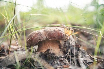 Beautiful white mushroom boletus grows in the forest