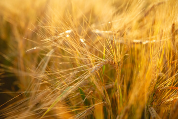 Beautiful bright yellow orange wheat in a wheat field. Photo, wallpaper