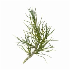 Fototapeta premium Green plastic plant on a white background