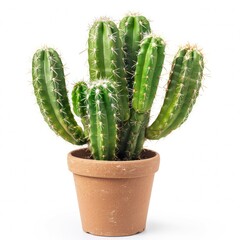 A small cactus in a clay pot on a white background.