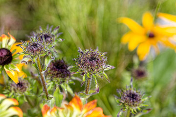 The  awnless bushsunflower (Simsia calva )  is found in the Southwest United States inTexas and New Mexico