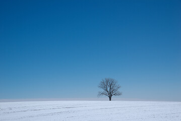 Silhouette of a single lonely maple tree isolated in the hill covered with snow in winter