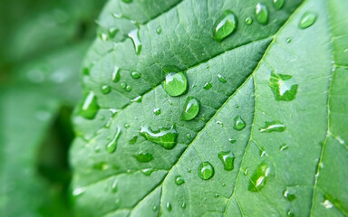 Wet green leaf with drops of water on it after rain