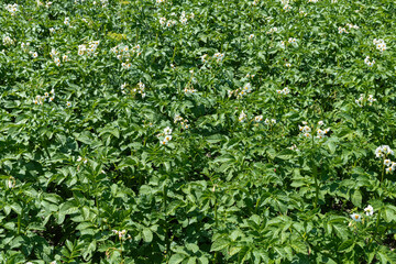 Potato blossom. Flowering potato. Flowering potato. White blooming potato flower on farm field