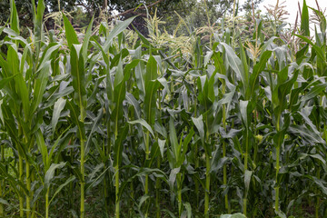 Obraz premium Young organic corn growing in the vegetable garden
