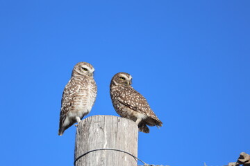 
Owls looking for prey to hunt. Couple of owls standing on pole with blue sky background with copy space. Wild animals. Birds of prey.