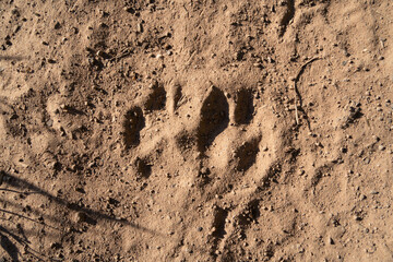 Hoof prints of deer on sandy ground 