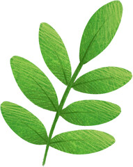 Green plant branch stem with leaves. Hand drawn illustration 