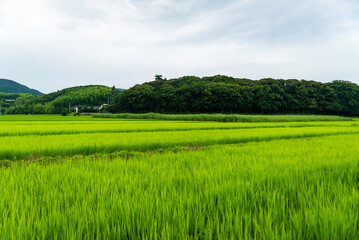 緑豊かに成長する稲