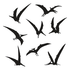 Pterodactyl Dinosaur Illustration Vector Silhouette Bundle © Kay