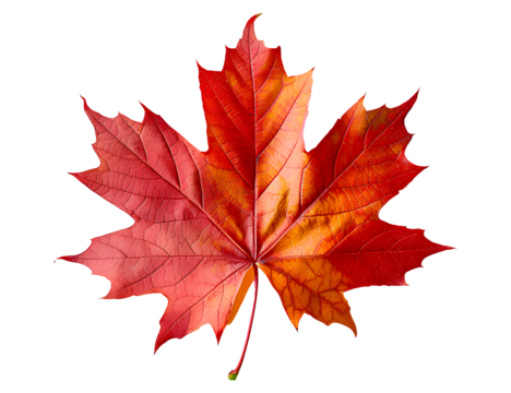 PNG Canada maple leaf plant tree fragility