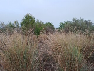 Long Tall Grass in Countryside