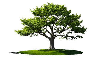 Obraz premium tree with leaves isolated on transparent background.