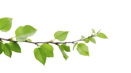 A close-up image of a birch branch with fresh, green leaves isolated on a white background