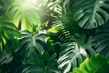 Leaves green plant in nature, tropic forest tree background texture. Summer foliage palm garden beauty jungle environment. Spring colorful light botanical sunlight pattern, bright