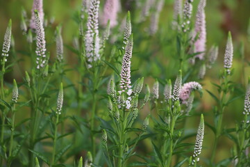 Veronica spicata, spiked speedwell plant with white flowers.