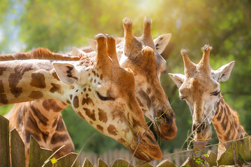 family of three giraffes eats green leaves on a sunny summer day, zoology, animal world, animal protection