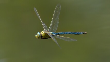 une libellule en vol