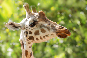 Giraffe head side view close up against green foliage background, wild animal of Africa, environmental protection, animal welfare.