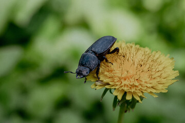 close-up stag beetle sitting on a dandelion flower