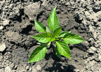 A small green pepper bush grows in the ground