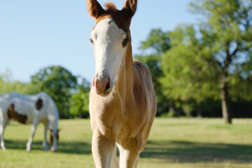 Bald face colt foal horse closeup in Texas ranch field during summer season outdoors.