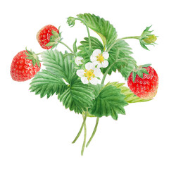 Red strawberry with white flowers bush handdrawn watercolor illustration. Food art, fresh botanical realistic painting. Summer sweet berry clipart for restaurant, cafe menu, farm goods, vegan products