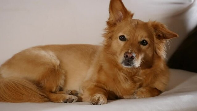 Golden Corgi mix MS looks at camera questioningly in slow motion on a white couch
