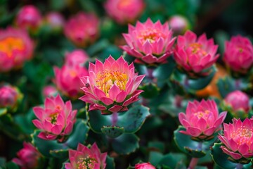 Fototapeta premium Photograph of Rhodiola rosea with vibrant pink flowers and green leaves. Ayurveda. Ayurvedic herbs. Generative AI