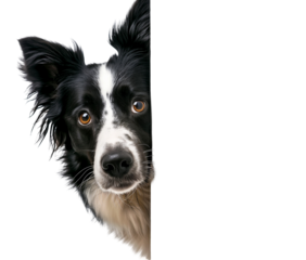 Border Collie Hiding and Sneaking Head Out Isolated on White PNG Transparent Background