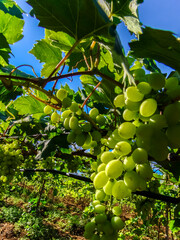 irrigation system in a vineyard with green grapes in Brazil