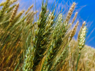 Wheat plant growing on field in Brazilian farm