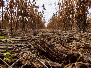 Soybean planting in no-tillage in corn husks, in Brazil