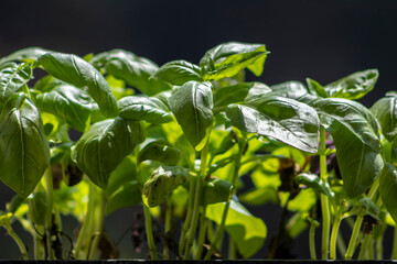 close-up of green basil (Ocimum basilicum) leaves  in Brazil