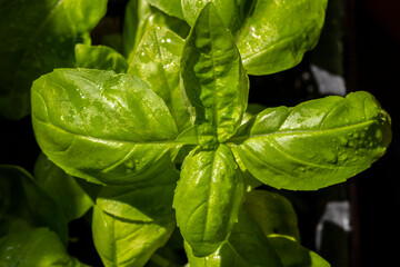 close-up of green basil (Ocimum basilicum) leaves  in Brazil