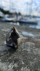 Cracked shell against the background of a city landscape